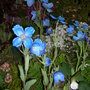 Meconopsis betonicifolia (Himalayan Blue Poppy), Gardening Scotland 2008 (Meconopsis betonicifolia (Himalayan blue poppy))