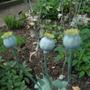 Poppy
