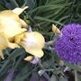 Yellow Iris & Globemaster Allium (Iris pseudacorus (Yellow Flag))