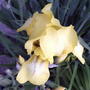 Yellow Iris  (Iris pseudacorus (Yellow Flag))