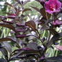 Purple Weigela (Weigela florida 'Foliis Purpureis')
