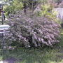 Variegated Weigela (Weigela florida 'Variegata')
