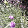 Allium schoenoprasum (Chives)