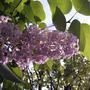 One last sniff? (Syringa vulgaris)