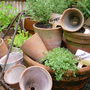 Garden_june_2nd_2008