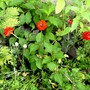 Red Ranunculous group. (Ranunculus asiaticus)