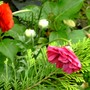 Pink Ranunculous (Ranunculus asiaticus)
