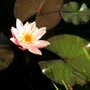 Pink water lily in lower pond. (Nymphaea alba (Nenufar Blanco))