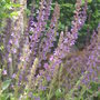 Salvias.June 2008. (Salvia nemerosa.)