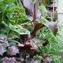 Garden_june_2nd_2008