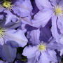 blue clematis