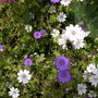 busy bees on colourful flowers