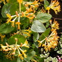honeysuckle