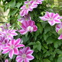 clematis nellie mosa