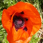 large poppy