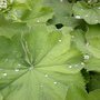 water diamonds