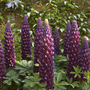 Lupin