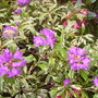 variegated purple rhodie (rhododendron)