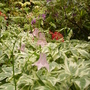 pale pink columbine (aquilegia)