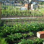 Allotment_006