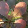 berberis