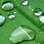 Copy__3__of_garden_143