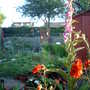 June Foxglove (Digitalis purpurea)