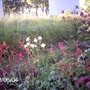 June evening (Heuchera)