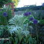 Alliums (Allium hollandicum (Ornamental onion))