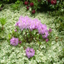 pale purple rhodie in bishop's weed (rhododendron)