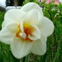 Daffodil