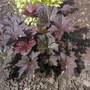 heuchera 'palace purple' (Heuchera micrantha (Coral flower))