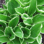 hosta undulata (Hosta undulata)