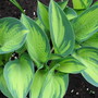 hosta