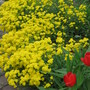 alyssum (Aurinia saxatilis (Alyssum Gold Ball))