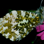 Orange Tip butterfly on Red Campion.