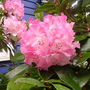 rhododendron strawberry sundae again (rhododendron)