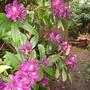 dark purple rhodie again (rhododendron)