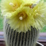 Nonocactus Leninhausii (Notocactus Leninhausii)