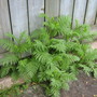 Tanacetum vulgare