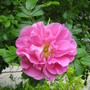 Rosa Therese Bugnet