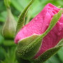 R.Therese Bugnet...budded.