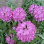 English Pink Rhododendron