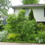It's hard to see the buds at this distance but this lovely big bush is covered...Rosa, Therese Bugnet