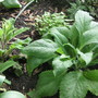 Foxglove..Foxy pink (digitalis lutea)