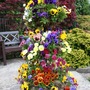 Pansies_21_may