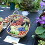 Shrewsbury flower show 2007