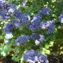 A garden flower photo (Ceanothus)