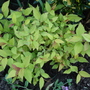 A garden flower photo (Spiraea japonica (Japanese Spiraea))
