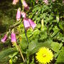 foxglove_and_pot_margold.jpg